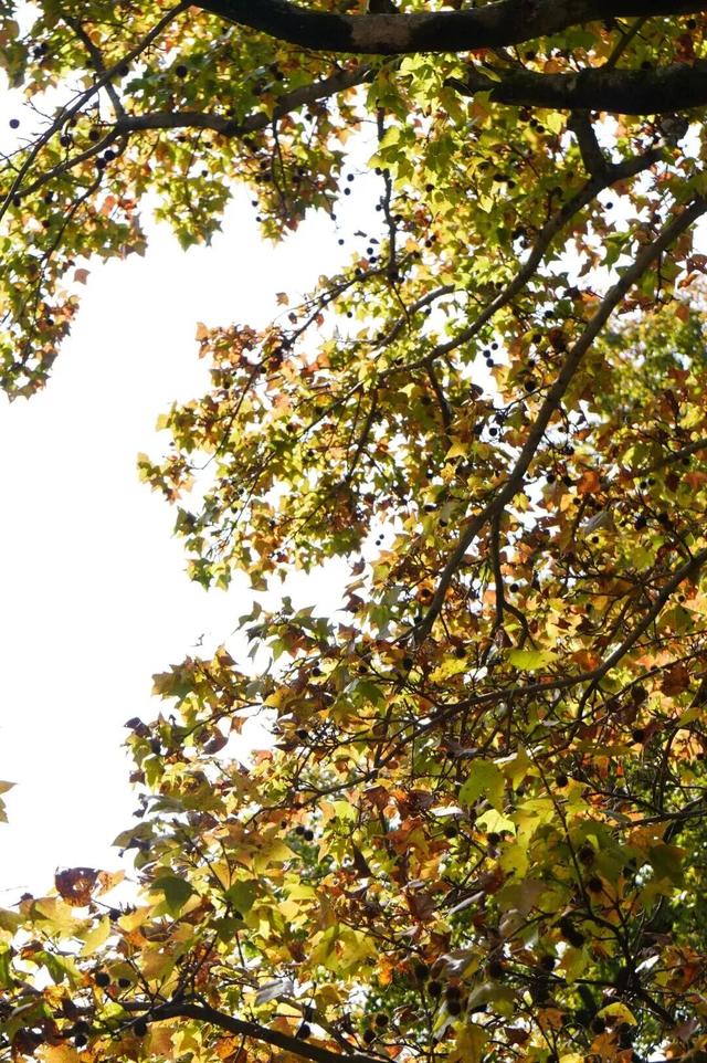 鼓山“枫”景太美啦！详细打卡点位戳→