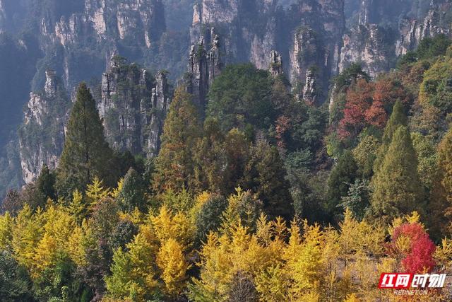 你还不来吗？张家界国家森林公园开启“秋季限定皮肤”