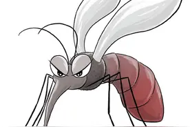 蜱虫、隐翅虫、蚊子……夏季常见蚊虫如何应对图片