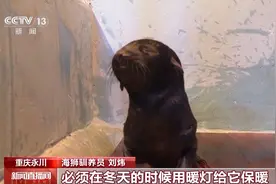 萌态十足！原来刚出生不久的海狮宝宝长这样→图片