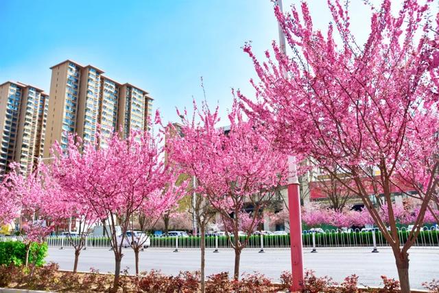 春色满城！定州藏不住的温柔与浪漫