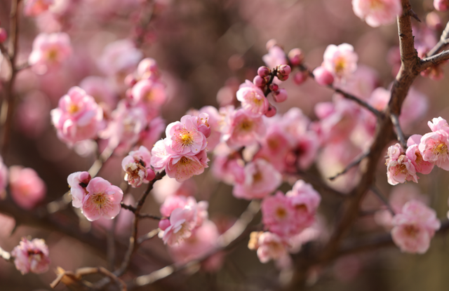 快冲！即将开遍日照！