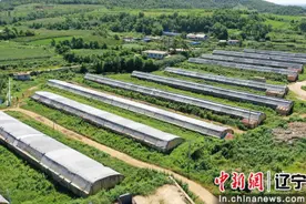 大连普兰店：小蘑菇大“钱”景 撑起农民致富伞图片