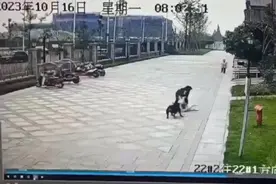 成都女童遭恶犬撕咬，律师：狗主人可能构成刑事犯罪图片