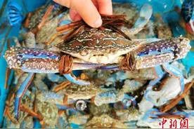 广东台山人“双节”假期聚餐 肥美兰花蟹受青睐图片