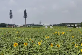 成都地铁三元站外蝴蝶飞舞，花期持续到8月中旬图片