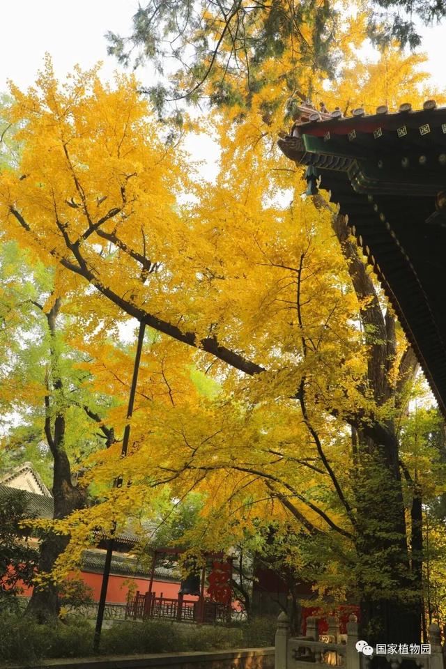 金色瀑布！北京这些千年古银杏正在最佳观赏期！