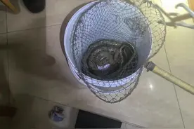 两米长蛇凌晨惊现家中，村民急报警图片