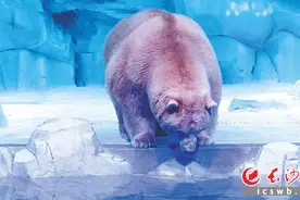 湘江欢乐海洋公园开园 汇聚数十种、百余只珍稀濒危的极地、海洋动物图片
