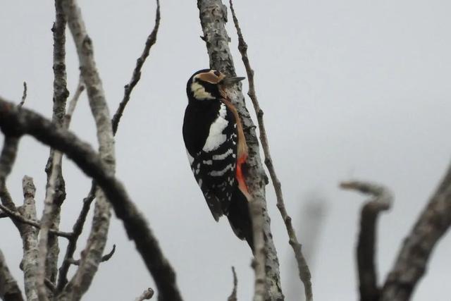 江宁“疯狂动物城”