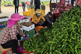 帮帮农户！临高十万亩青椒待销急寻销路图片