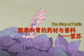 中医故事·驱寒和胃的药材与香料——紫苏图片