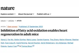 《自然》/《循环》双重磅：心脏再生重大突破！科学家首次发现，线粒体能量代谢和翻译是心脏再生的关键丨科学大发现图片