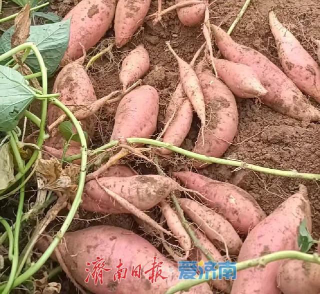 感受山水风光，品味独具特色的农产品与风味美食