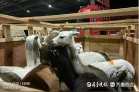 500只澳洲羊驼坐飞机到青岛！胶东机场保障活体动物顺利入境图片