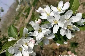 清明缅怀/爸爸的苹果园图片