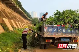 芦淞区开展湘江风光带防洪堤坝树木杂草清理活动图片