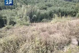 贵州赤水“整改复耕”，为何竹林砍了，地却荒了？图片