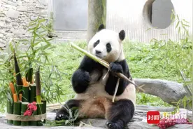 大熊猫到底有多少只、是否存在近亲繁殖……这场发布会详解7大疑问图片