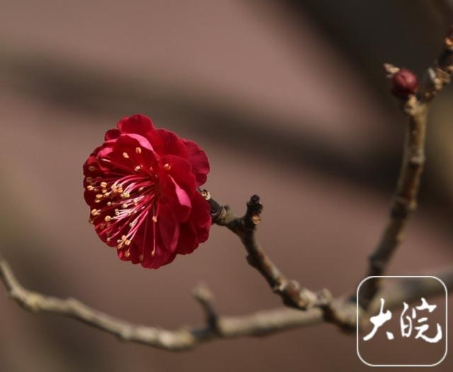 淮南舜耕山梅园：几株早梅已吐蕊 蜜蜂冬日采蜜忙