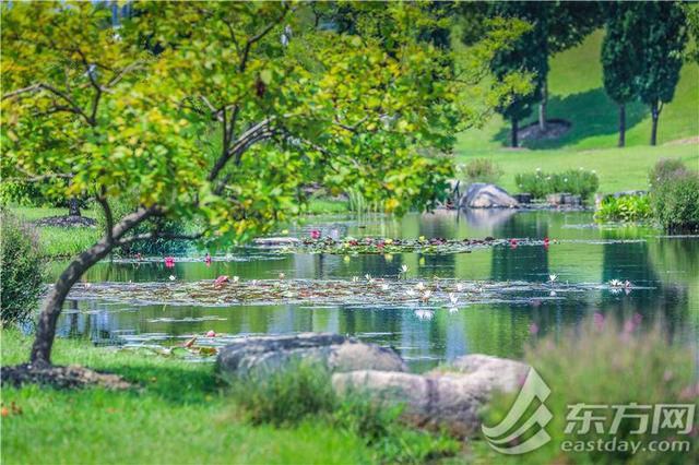 辰山植物园睡莲展即将开幕，七大展区全攻略