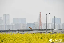 四川成都：油菜花海美如画图片