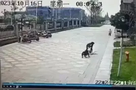 恶犬伤人拟纳入治安处罚！烈性犬都有哪些？图片
