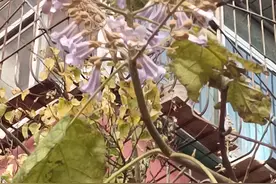 梧桐“大雪”花又开图片