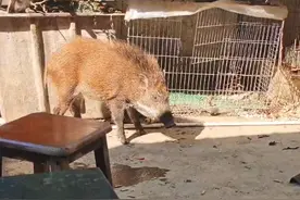 野猪闯入小伙家中被收养，还取名“面条”：长大不伤人就会一直养，专家提醒！图片