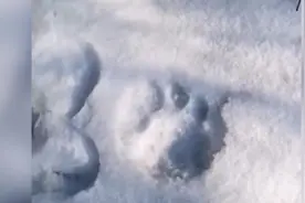 哈尔滨方正县现疑似东北虎脚印，或在追踪猎物视频封面