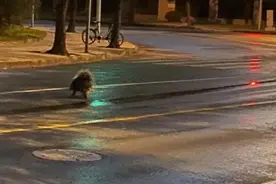 “上海市区惊现不明生物，正在过马路”原来是豪猪图片