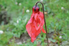 三江源的奇异花草图片