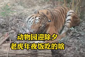 新春走基层 | 动物园迎除夕，老虎年夜饭吃的啥？图片