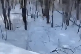 在客车前“虎”视眈眈！黑龙江此地发现东北虎图片