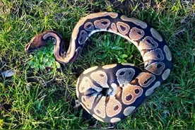 皇家蟒蛇现身英国一公园 引起民众恐慌图片