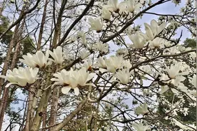 玉兰正逢盛花期，一波“云赏花”走起图片