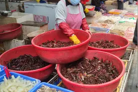 四川早虾出川南，成都小龙虾养殖户：近期苗多虾少，生产即将“火力全开”图片