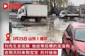 流浪狗冒雨叼狗宝宝托付给好心男子，男子：经常投喂，去年也叼过图片