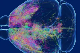 探索“大脑森林”奥秘，上海科研团队建立小鼠神经联接数据库图片