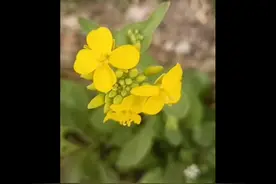 青未了／飘香的油菜流金的花图片