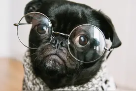 狗狗真的是色盲吗？原来这才是狗眼中的世界图片