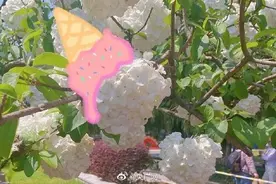 香草味的吧？南京一公园木绣球花开似冰淇淋图片