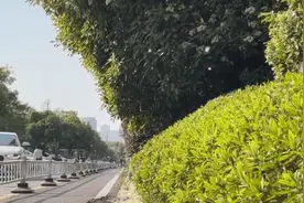 合肥空中飞的“白絮”是啥？图片