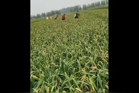 情报站｜喜迎丰收！菏泽农户田间采摘忙，蒜苔拔节而出青翠鲜嫩图片