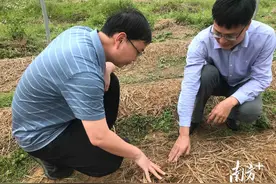 河源龙川田心镇：冬闲田有了好作物，小松茸种出大前景图片