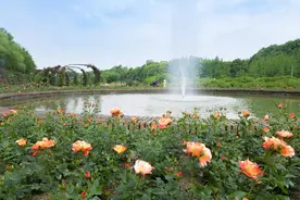 百亩花海迎佳客 温江“五一”绽芬芳图片