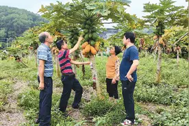 如何与针蜂“相对”图片