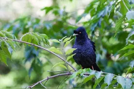 能说会道的野生八哥鸟图片