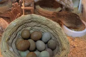 谁炖了我的宠物鸡？图片