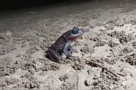 齿蟾！张家界发现稀有两栖动物图片